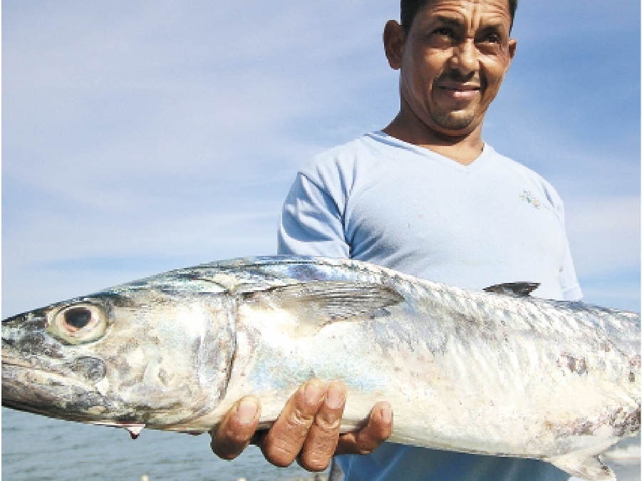 Sabores del Mar y Compromiso. Pesca con Veda en el Caribe Colombiano